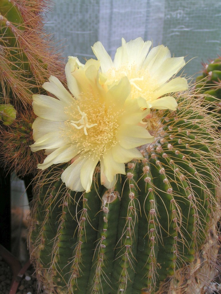 Eriocactus claviceps